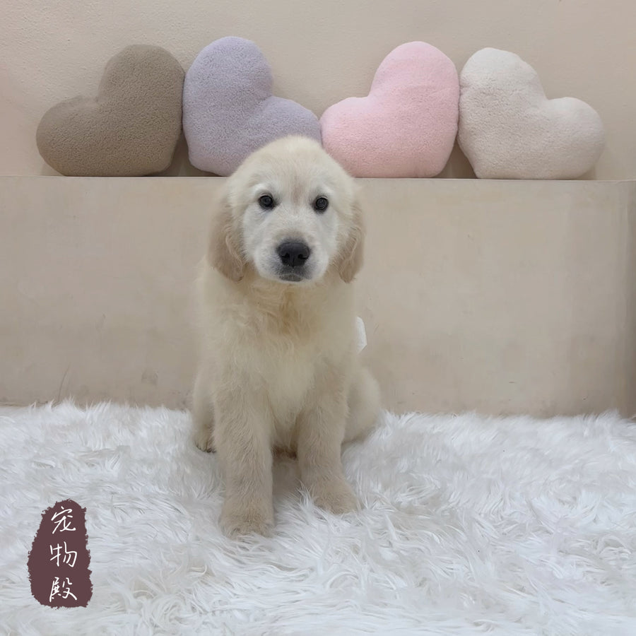 Golden Retriever - 1302 (M)