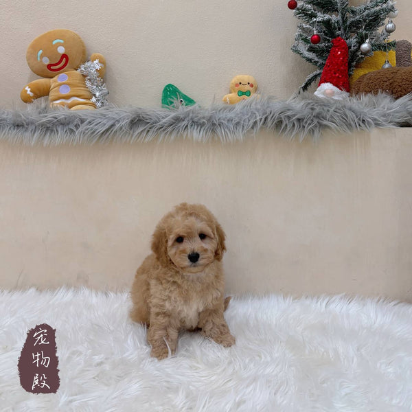 Mini Goldendoodle - 8207 (M)