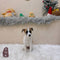 Jack Russell Terrier - 4830 (F)