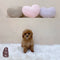 Cavapoo - 2743 (M)