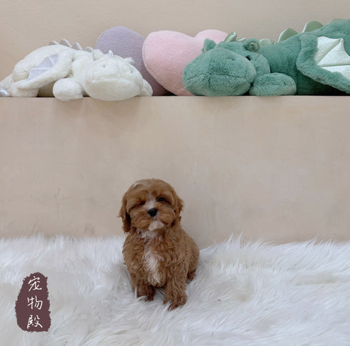 Cavapoo - 6227 (M)