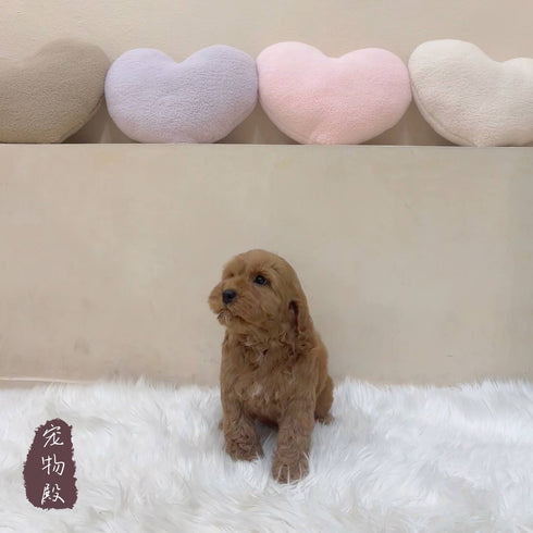 Mini Goldendoodle - 5798 (M)