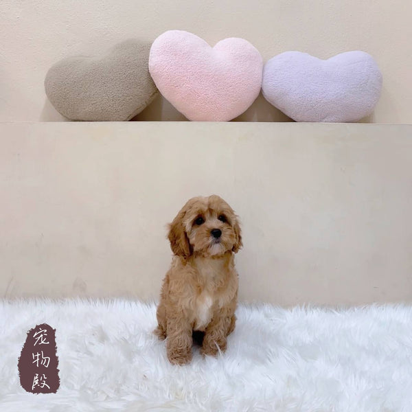 Cavapoo - 4470 (F)