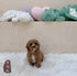 Cavapoo - 6227 (M)