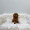 Mini Golden-doodle - 5809 (F)