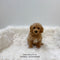 Mini Golden-doodle - 5865 (M)