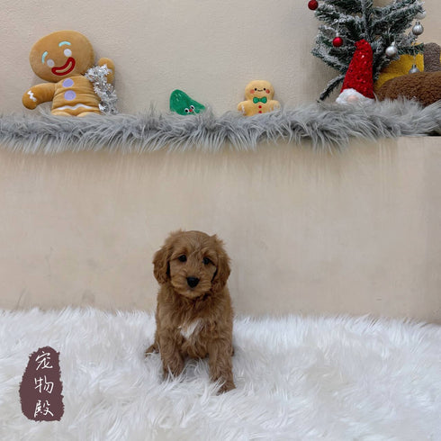 Mini Goldendoodle - 8048 (M)