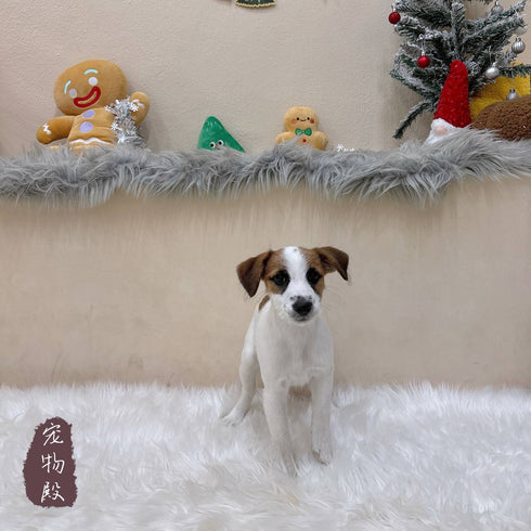 Jack Russell Terrier - 4831 (F)