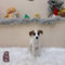 Jack Russell Terrier - 4831 (F)