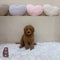 Mini Goldendoodle - 5671 (F)