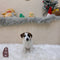 Jack Russell Terrier - 4840 (M)