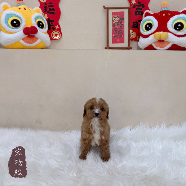 Cavapoo - 1051 (F)