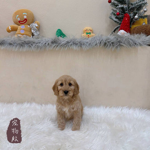 Mini Goldendoodle - 8029 (M)