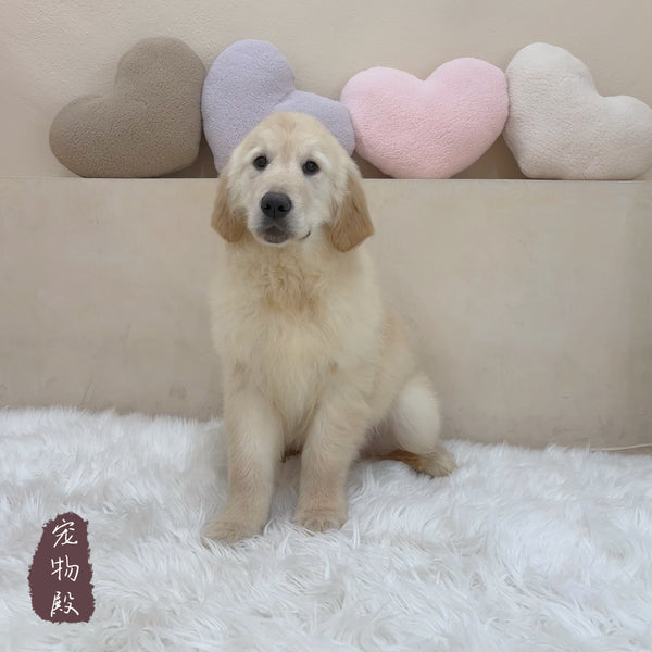 Golden Retriever - 1304 (M)