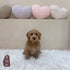 Mini Goldendoodle - 5624 (F)