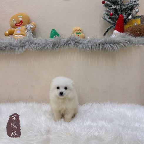 Japanese Spitz - 4356 (M)