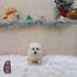 Japanese Spitz - 4356 (M)