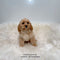 Cavapoo - 9300 (M)