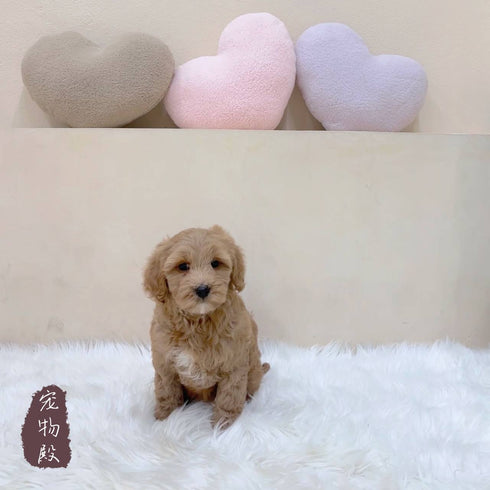 Mini Goldendoodle - 3635 (F)