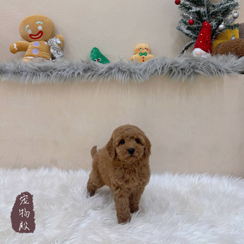 Mini Goldendoodle - 8033 (F)