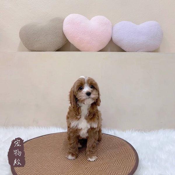 Cavapoo - 4454 (F)