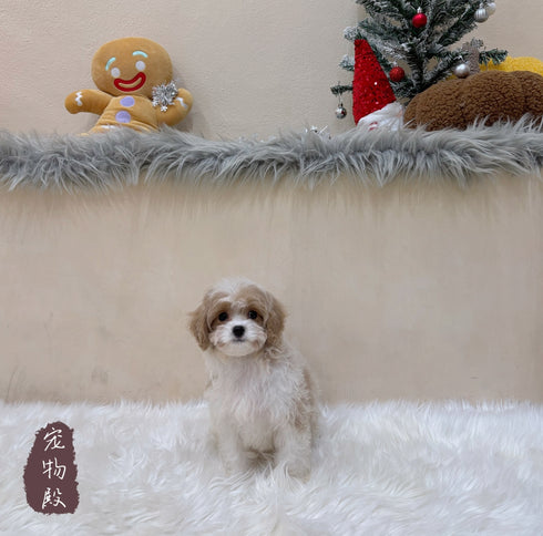 Cavapoo - 6225 (F)