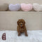 Mini Goldendoodle - 5100 (F)