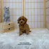 Cavapoo - 8136 ♂