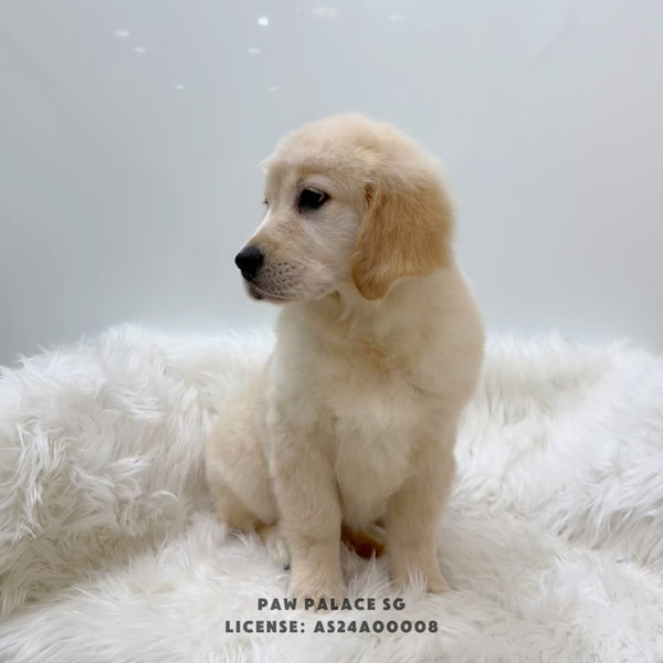 Golden Retriever - 6209 (M)