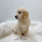 Golden Retriever - 6209 (M)