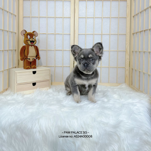 Fluffy French Bulldog - 4148 ♀