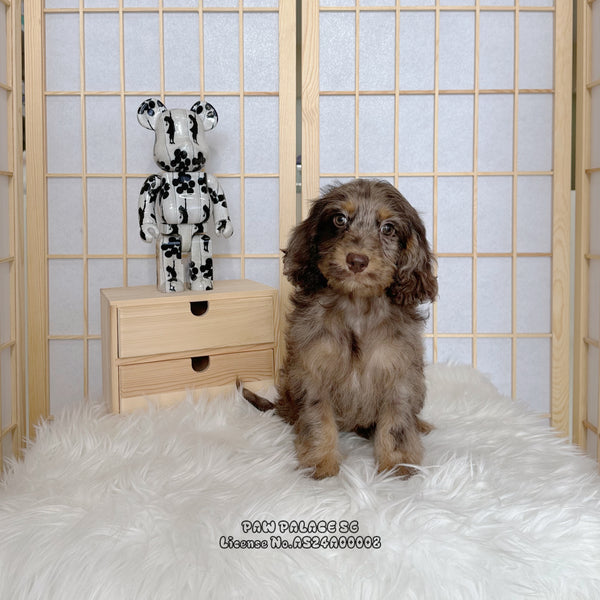 Mini Goldendoodle - 2155 ♂