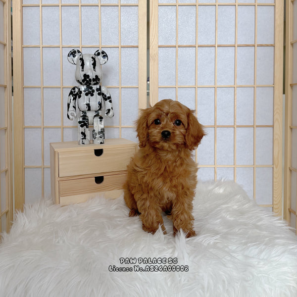 Cavapoo - 8139 ♀