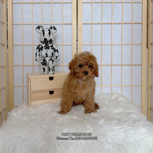 Cavapoo - 8137 ♀