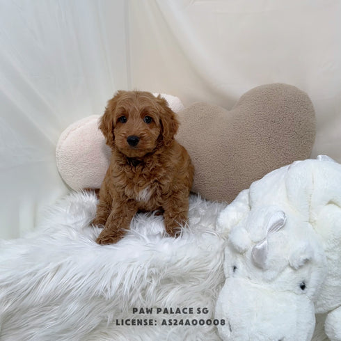 Mini Goldendoodle - 9311 (M)