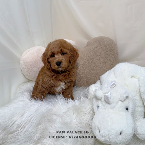 Mini Goldendoodle - 9315 (M)