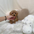 Mini Goldendoodle - 9319 (F)