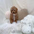 Mini Goldendoodle - 9319 (F)