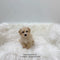 Mini Maltipoo - 8334 (M)