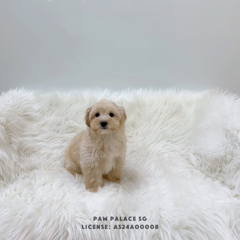 Mini Maltipoo - 8337 (M)