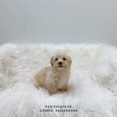 Mini Maltipoo - 8337 (M)