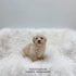 Mini Maltipoo - 8337 (M)