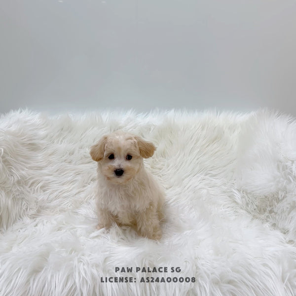 Mini Maltipoo - 8358 (M)