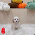 Maltipoo - 8101 (M)