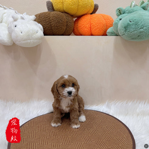 Cavapoo - 3130 (F)