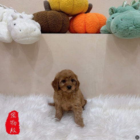 Cavapoo - 8194 (M)