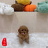 Cavapoo - 8194 (M)