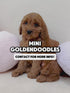 Mini Goldendoodle - 5624 (F)