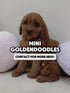 Mini Goldendoodle - 5100 (F)