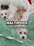 Maltipoo - 3169 (F)